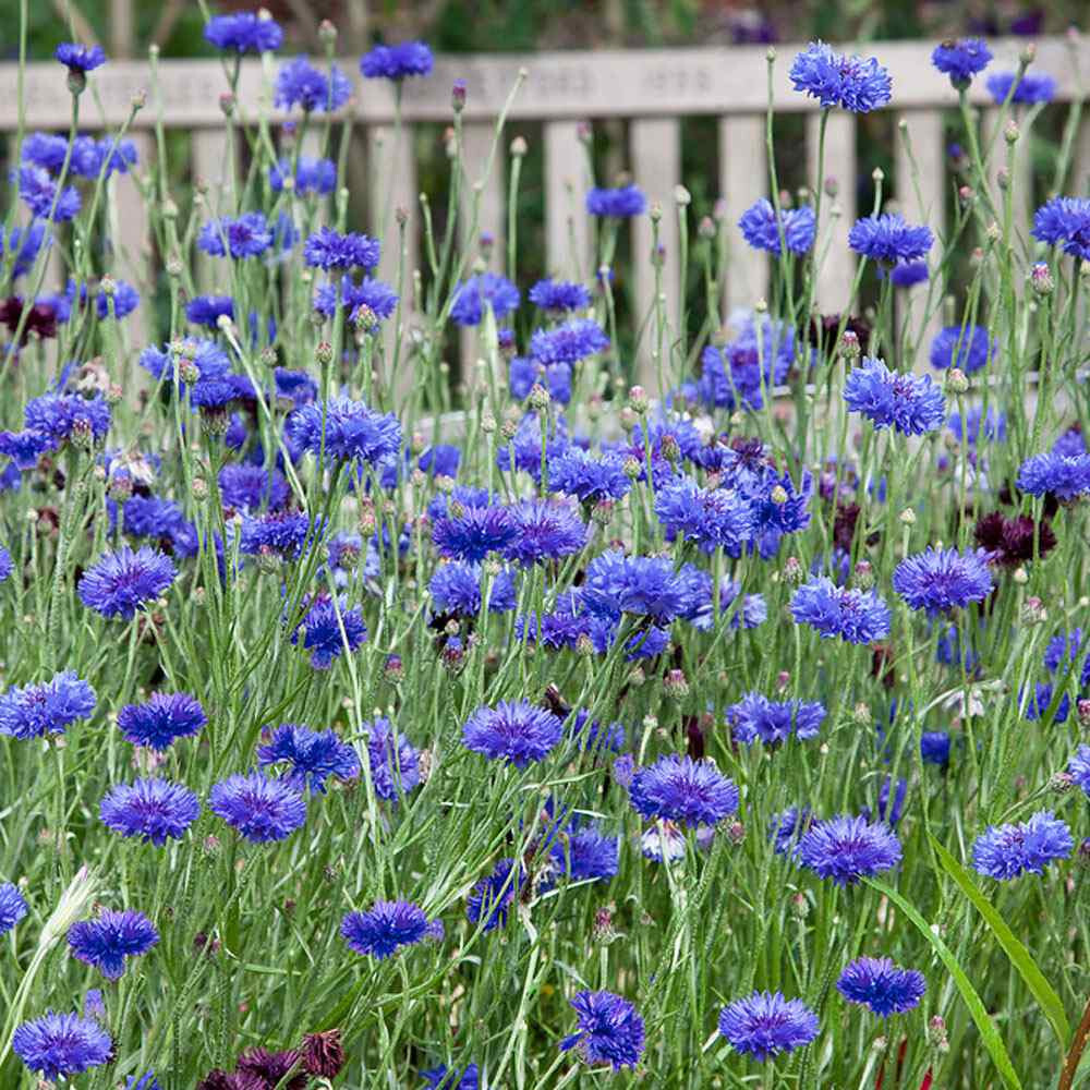 250+ BACHELOR BUTTON DWARF BLUE SEEDS CORNFLOWER FRESH FOR YOUR FLOWER GARDENS