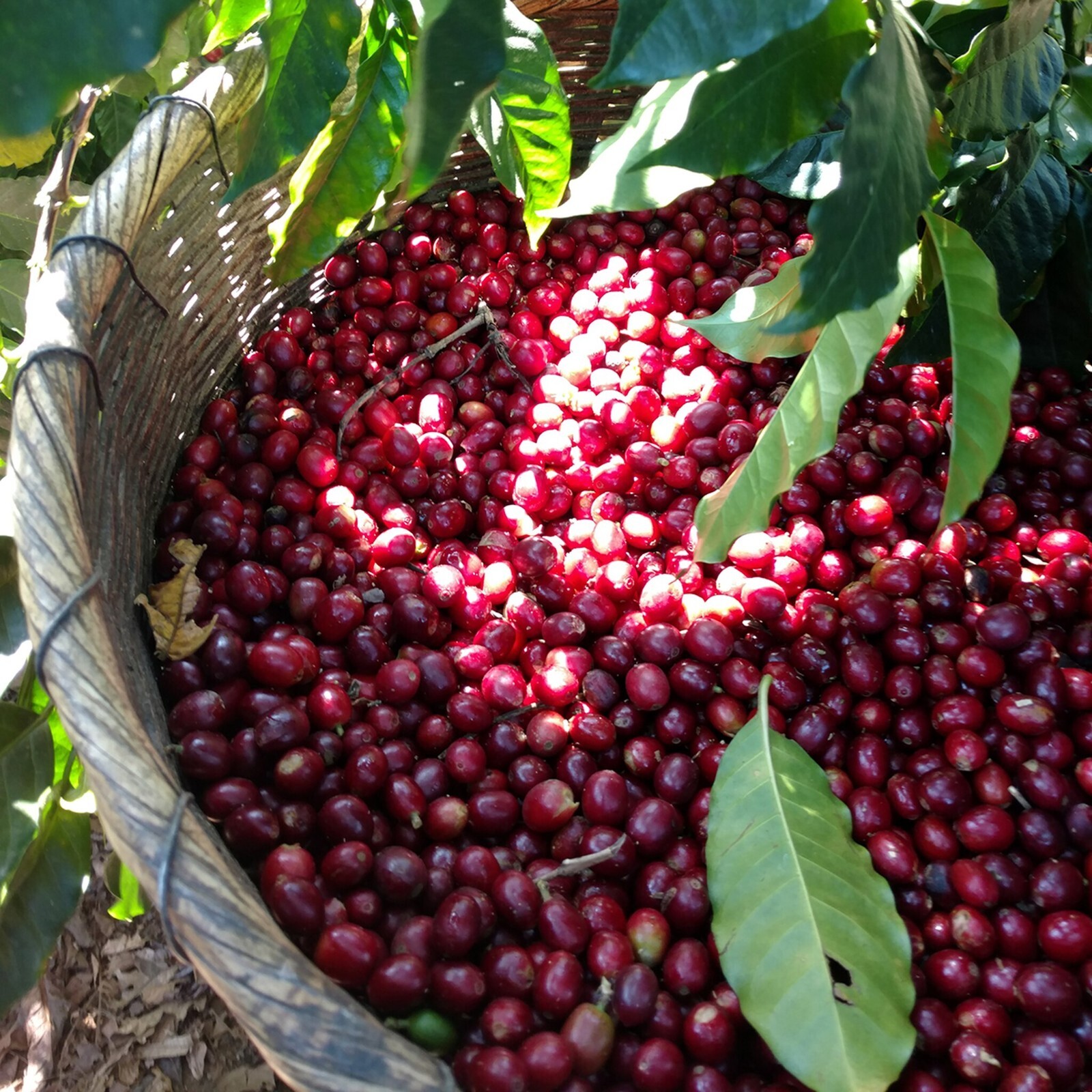 Mocha Java Coffee Beans Medium & Dark Roasted Daily 1 Pound Bags 5 Pounds