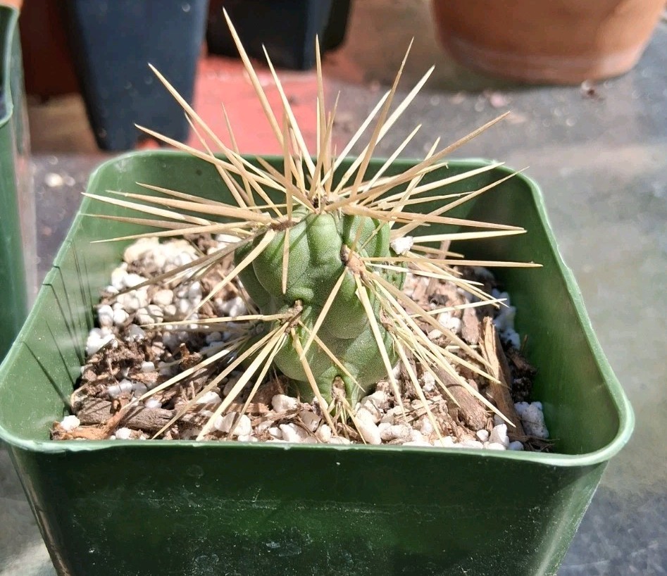 Cylindropuntia “TEDDY BEAR” Cholla COLD HARDY DROUGHT TOLERANT Ships In A 4″ Pot