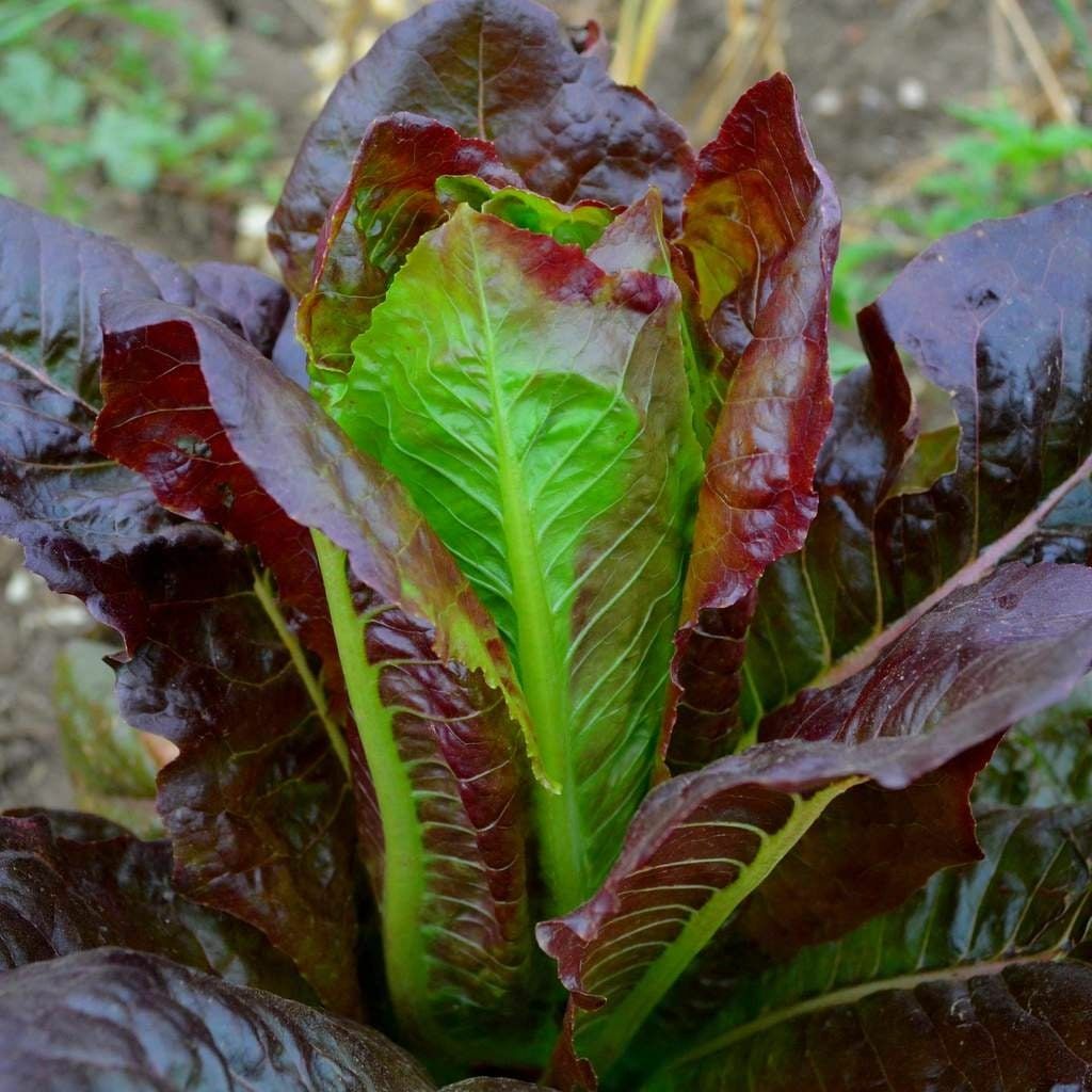 1000 CIMMARON LETTUCE SEEDS ~ heirloomseedguy ~ 2026 ~ NON-GMO