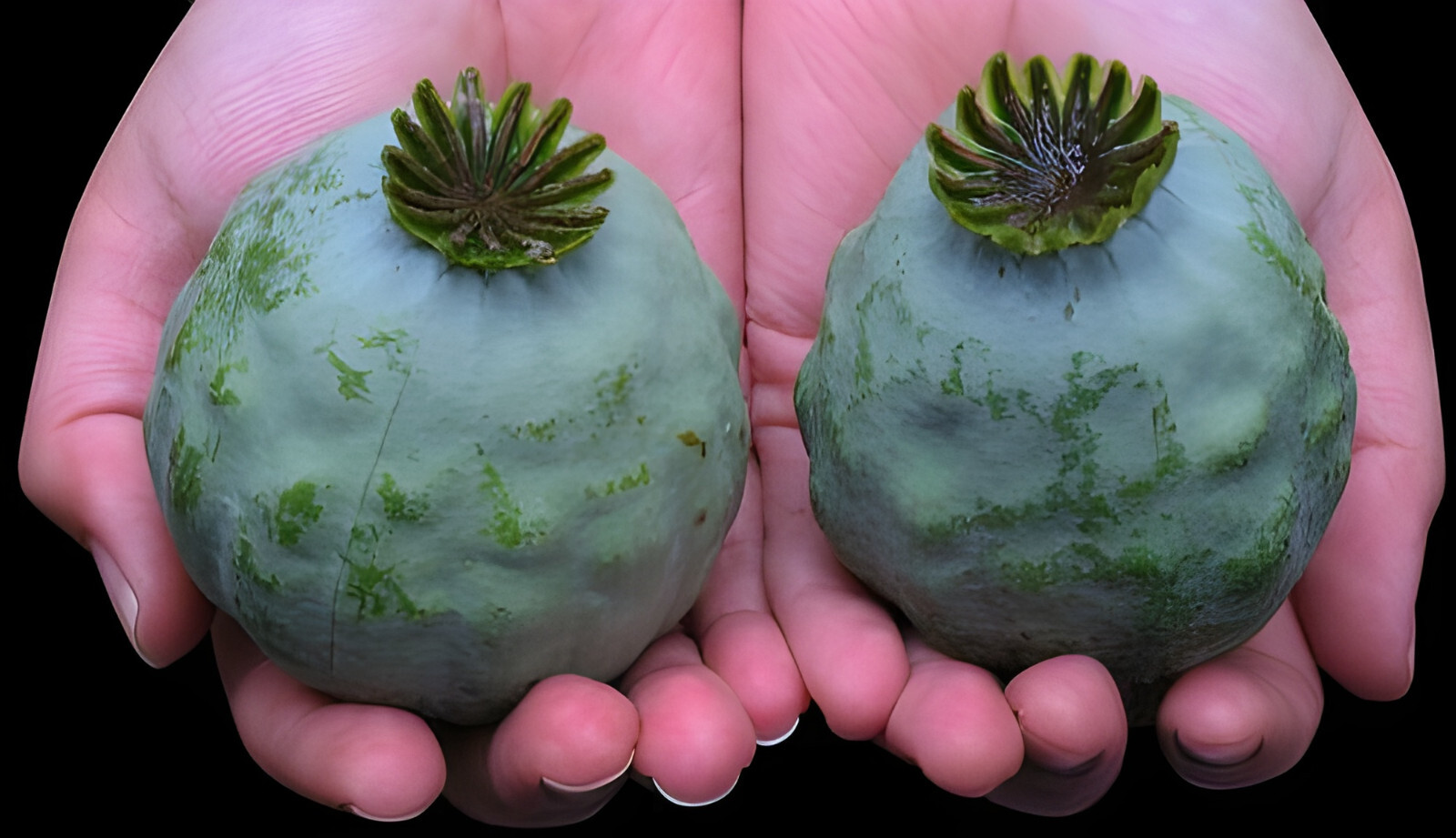 1,000 The Giant – Giganteum P. Somniferum Poppy Seeds -HUGE Pink&Purple Blooms!