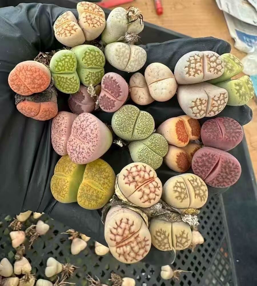 5 Assorted double-head Lithops (Living Stones) 6 years old/mix/bare root