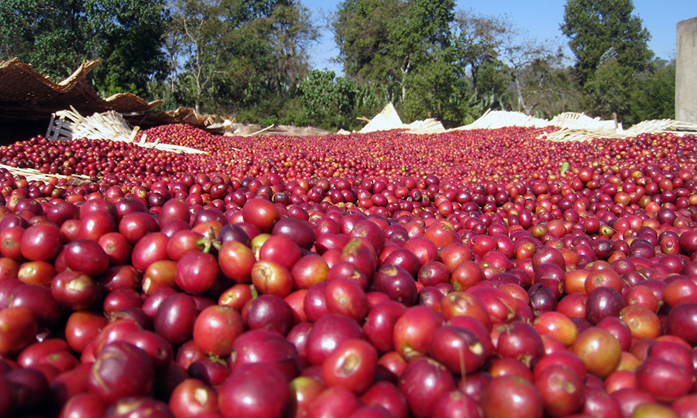 100% MOCHA JAVA COFFEE BEANS DARK ROASTED 5 POUNDS