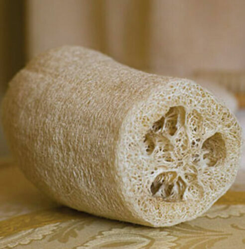 Luffa Gourd Sponge 25 Fresh Seeds Garden Planting Non-GMO