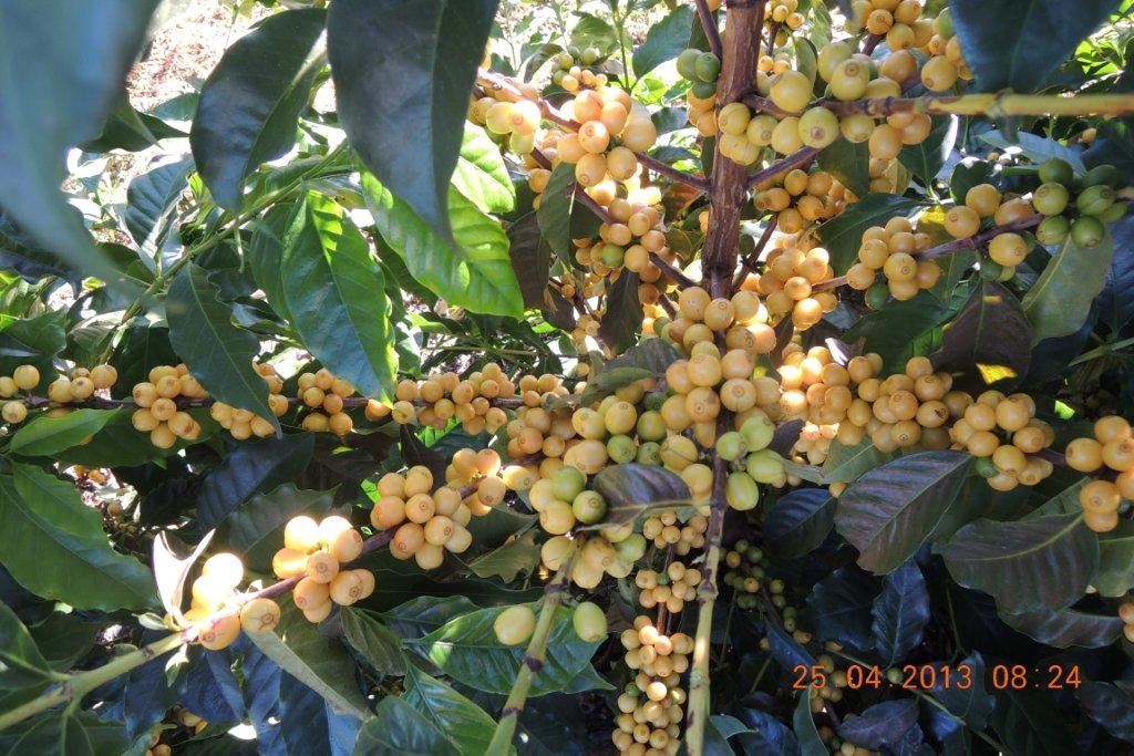 2lb/40lb – Brazil Peaberry – Specialty Grade – Unroasted Green Coffee Beans
