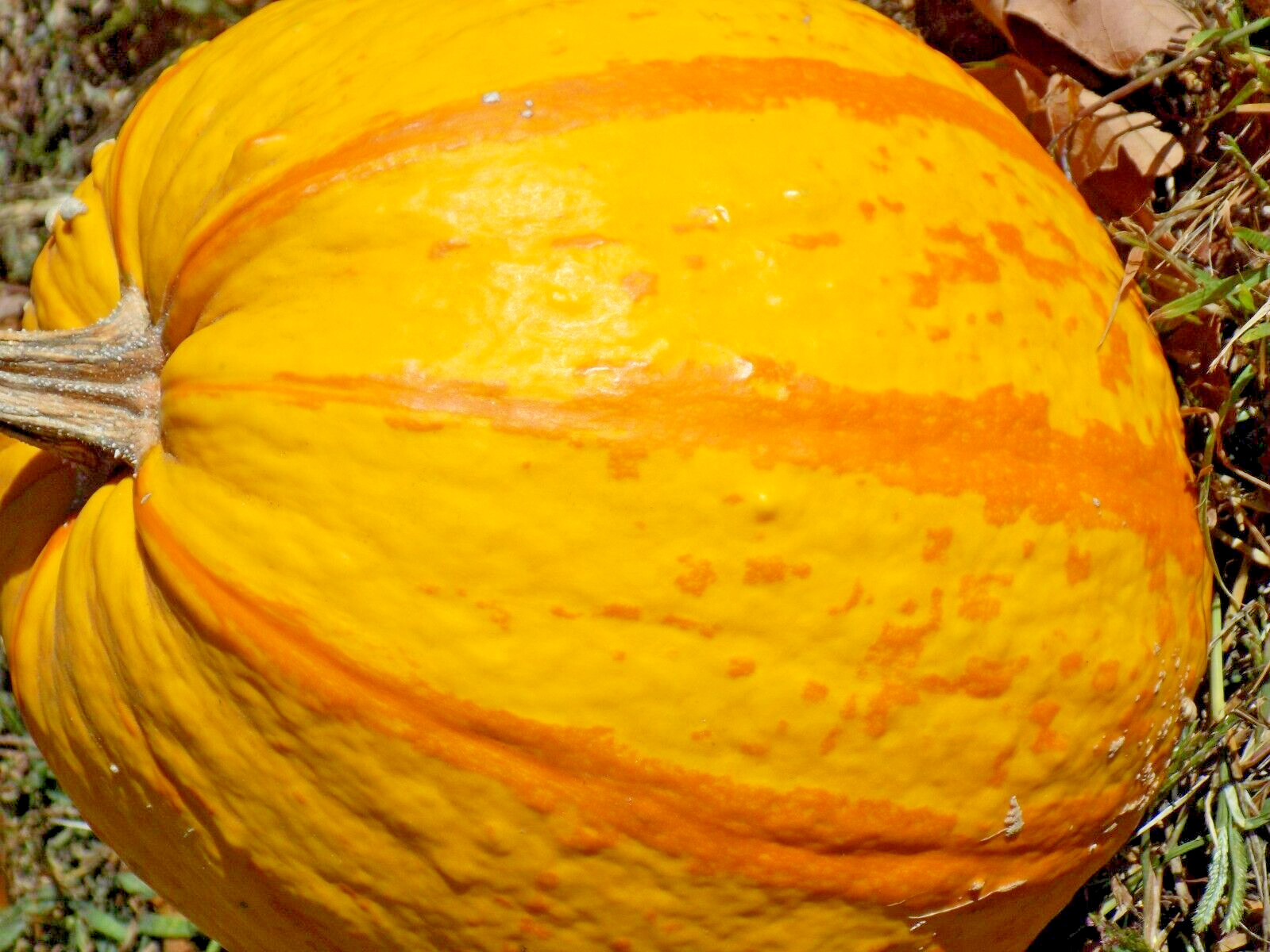 15 BLAZE PUMPKIN SEEDS – Cucurbita maxima