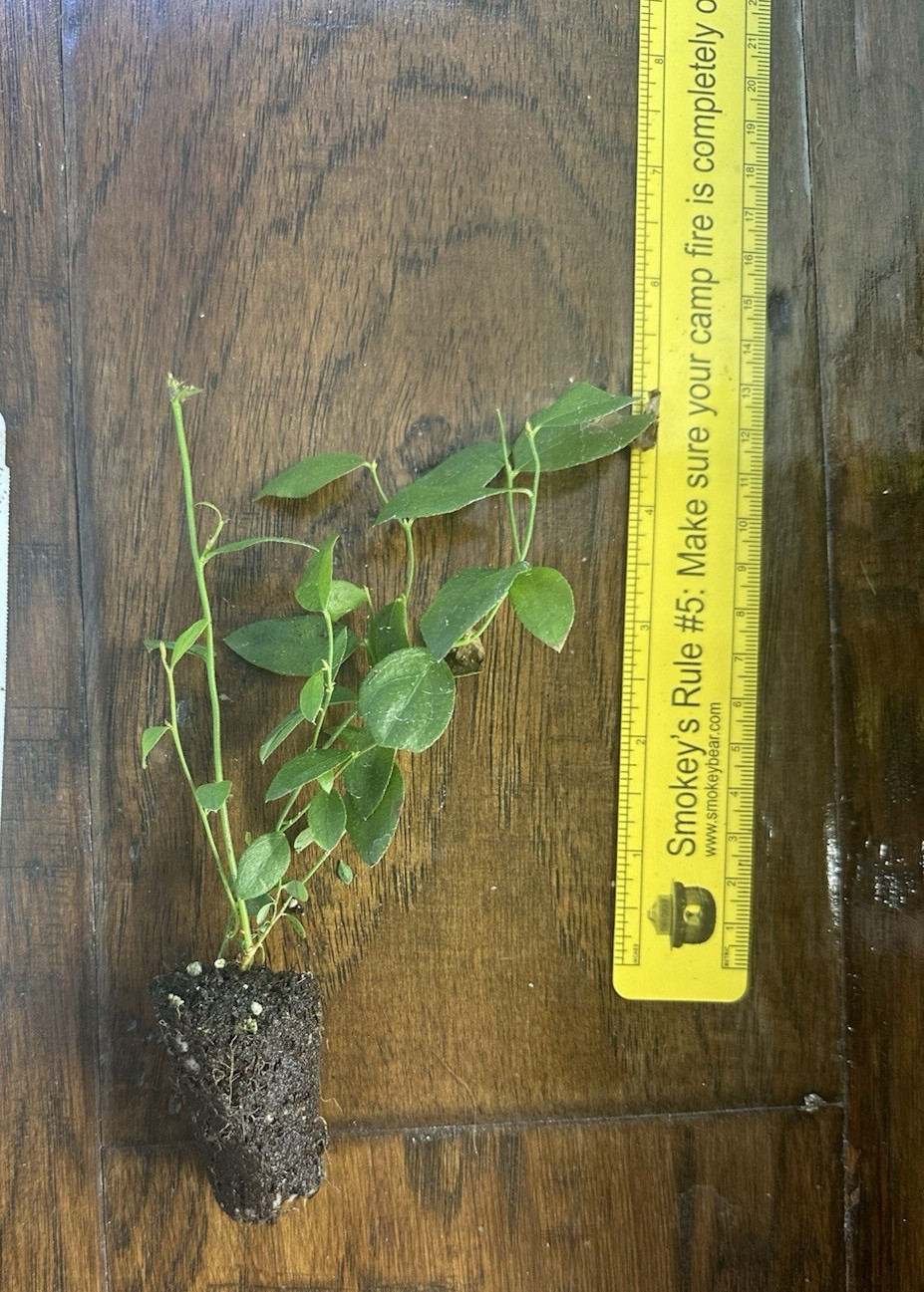 Florida Rose Pink Rabbiteye Blueberry – 1 TC plant/plug -3-6 in – Edible!
