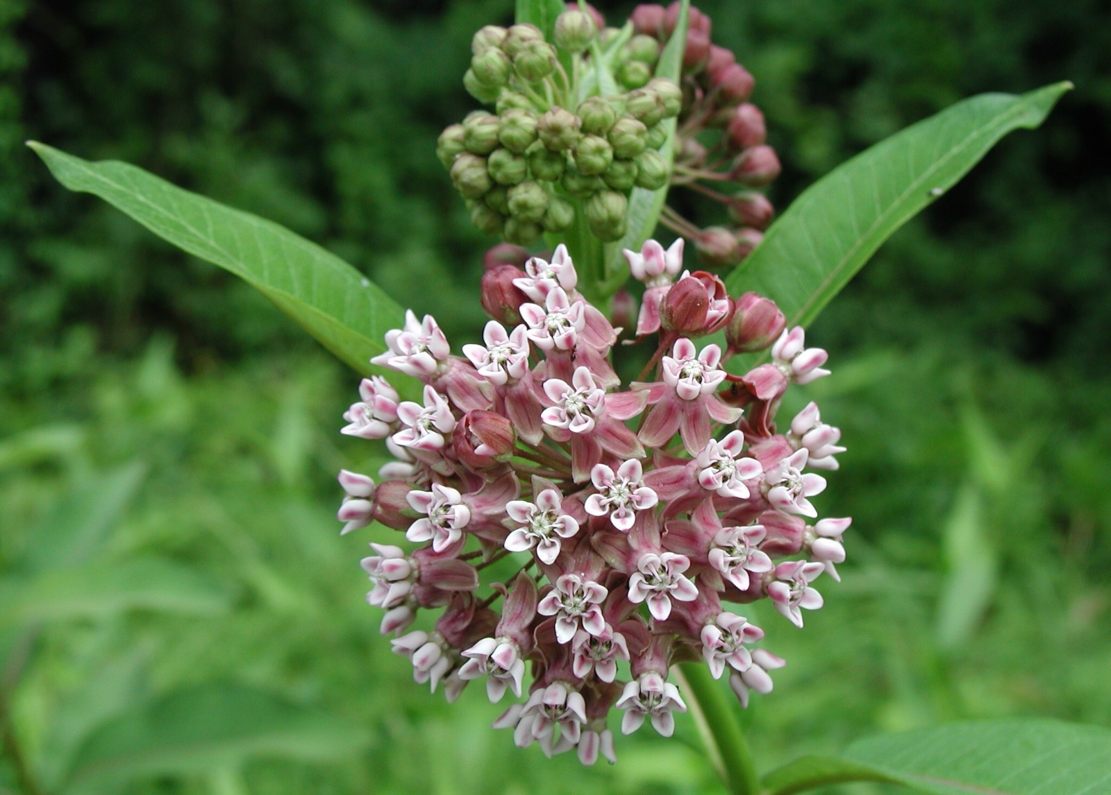 Common Milkweed Seeds, Attract Monarch Butterflies, Native Wildflower, Easy Grow