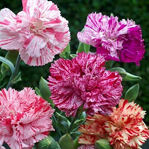Double Picotee Mix Carnation Seeds | Heirloom | Free Shipping | Seed Store 1251