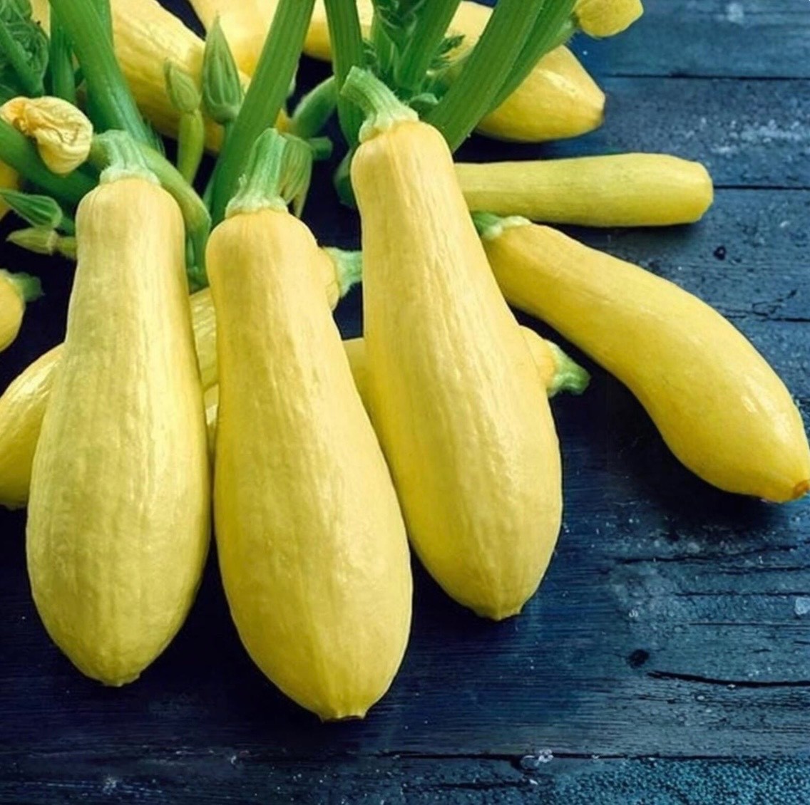 Fresh Organic Early Prolific Straightneck Yellow Summer Squash Seeds, 2026 🇺🇸