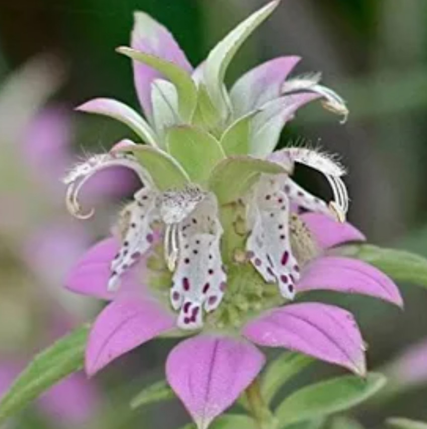 Bee Balm SPOTTED Biennial Pollinator Attract Bees Hummingbirds Non-GMO 300 Seeds