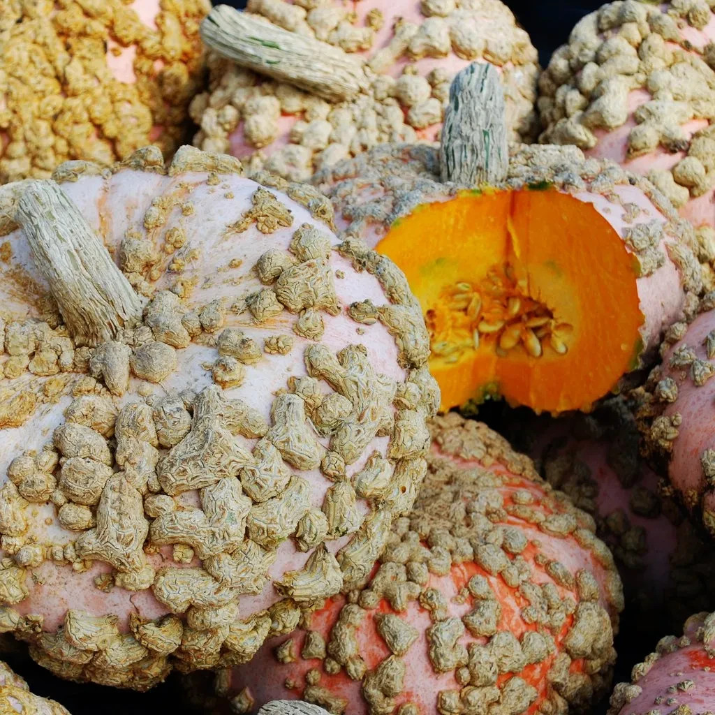 Galeux d’Eysines Winter Squash Seeds, Peanut Pumkin, NON-GMO, FREE SHIPPING