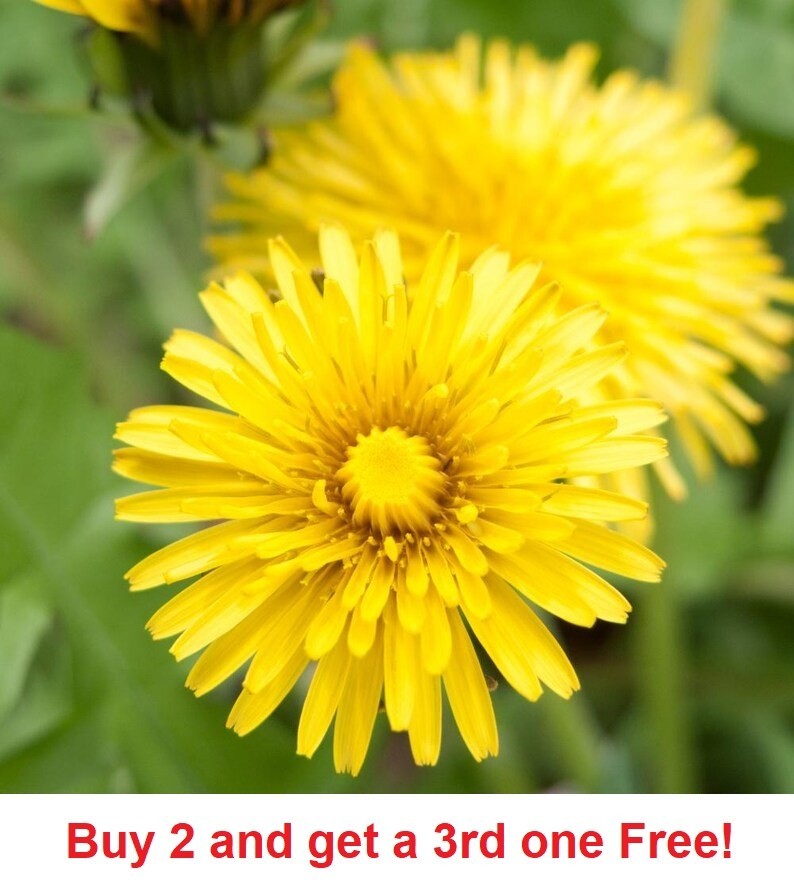 12,000 Dandelion seeds – Taraxacum Officinale