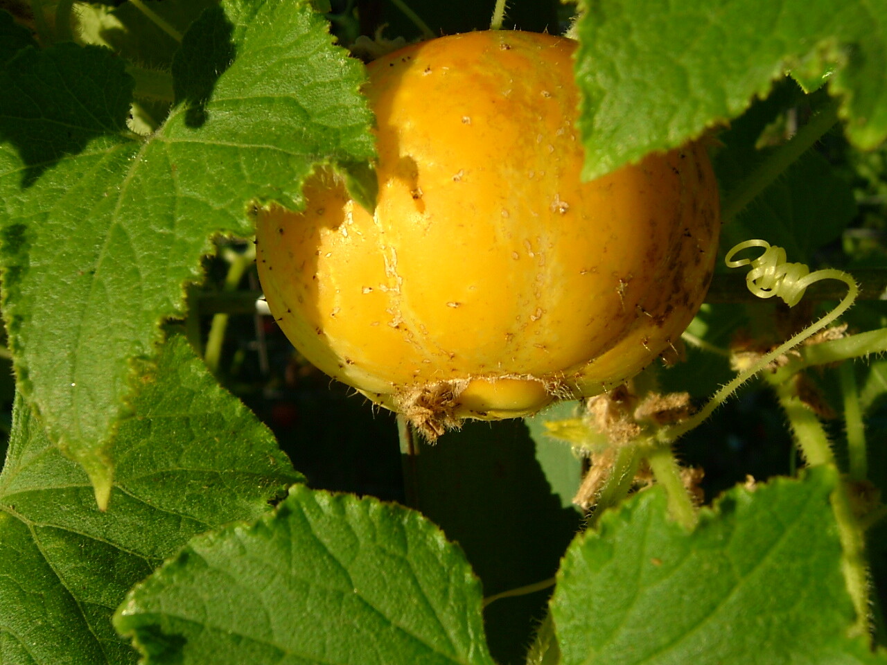 Lemon Cucumber Seeds 50+ Vegetable Garden Heirloom NON-GMO USA FREE SHIPPING