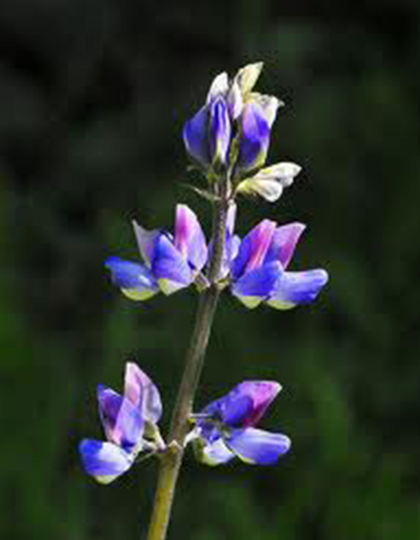 ARROYO LUPINE 25+ SEEDS BEAUTIFUL PURPLE FLOWERS