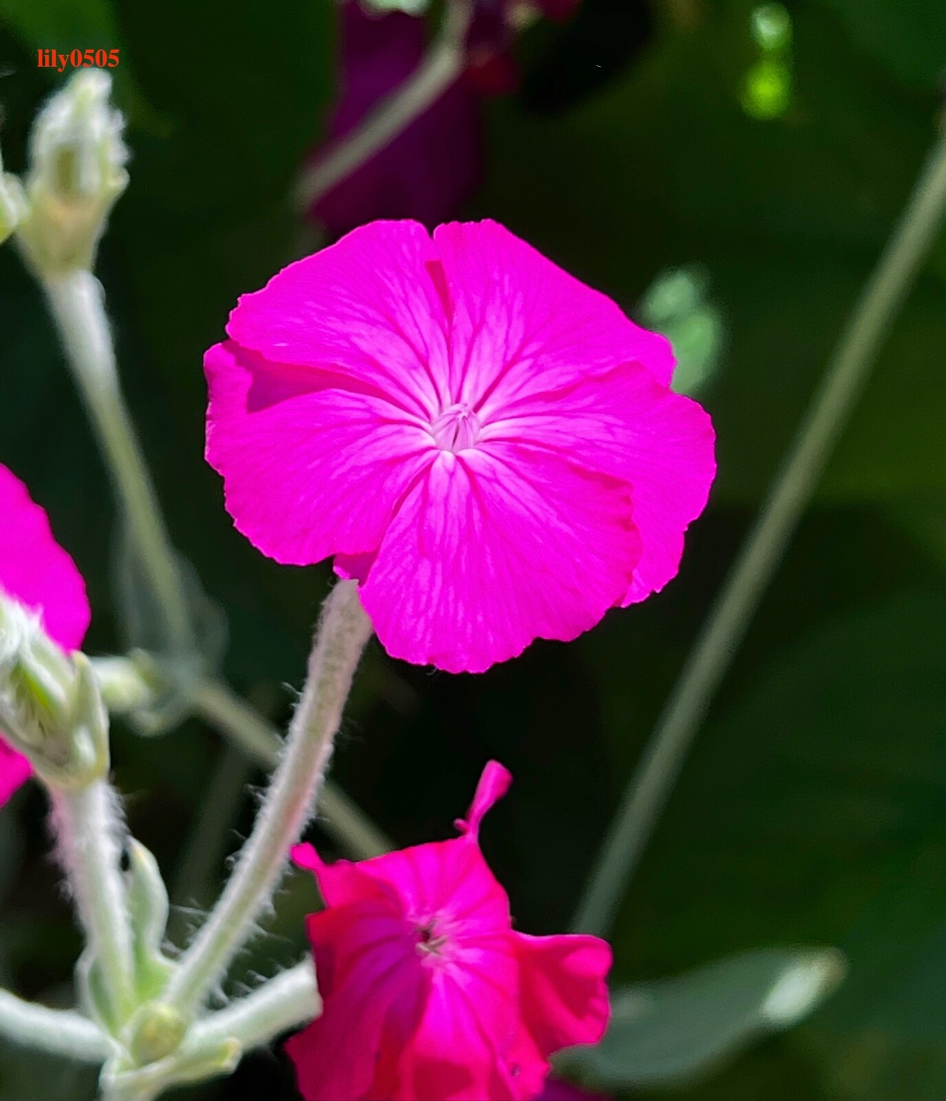 Rose Campion Heirloom Lychnis Coronaria Perennial Lot 5 Plants, Free Shipping