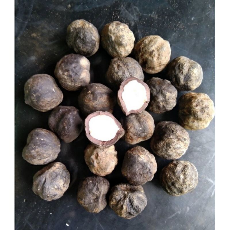 300+ Candlenut Kukui Nut Seedss (Aleurites moluccana) For Planting