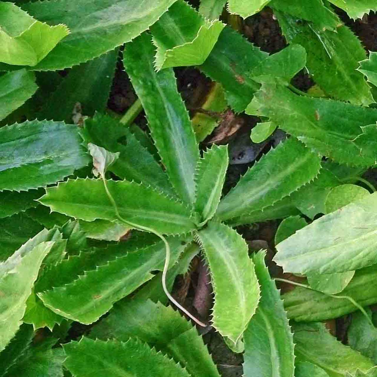 Culantro Seeds |Mexican Coriander Asian Ngò Gai Recao Shadow Beni Seed 2024