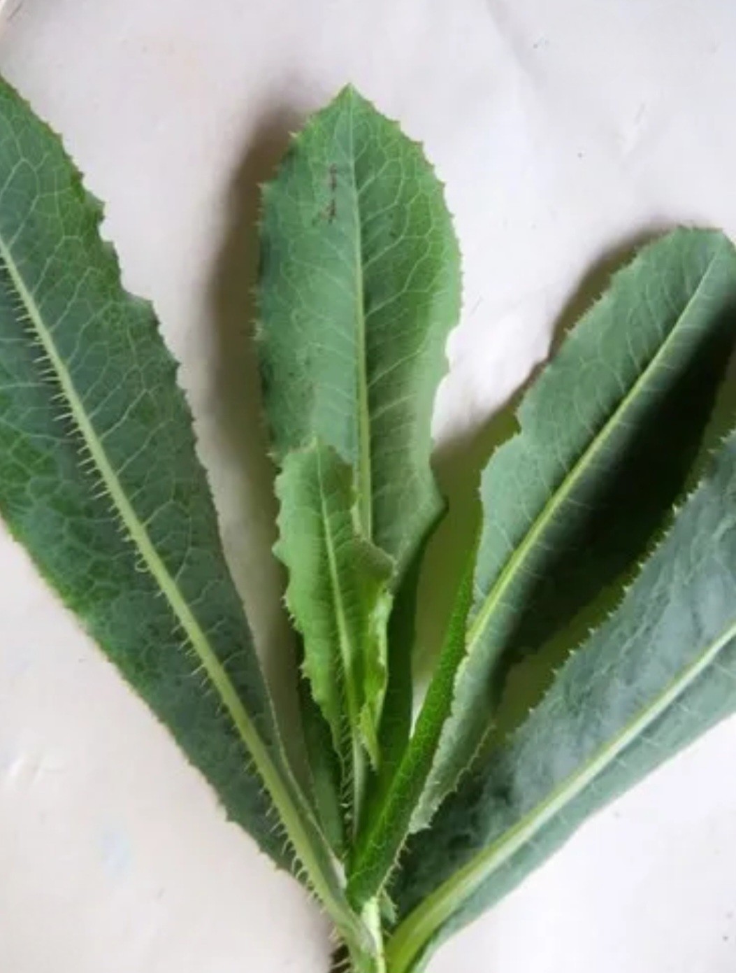 3LIVE WILD LETTUCE PLANTS! Lactuca Serriola Prickly Opium Lettuce Medicinal Herb