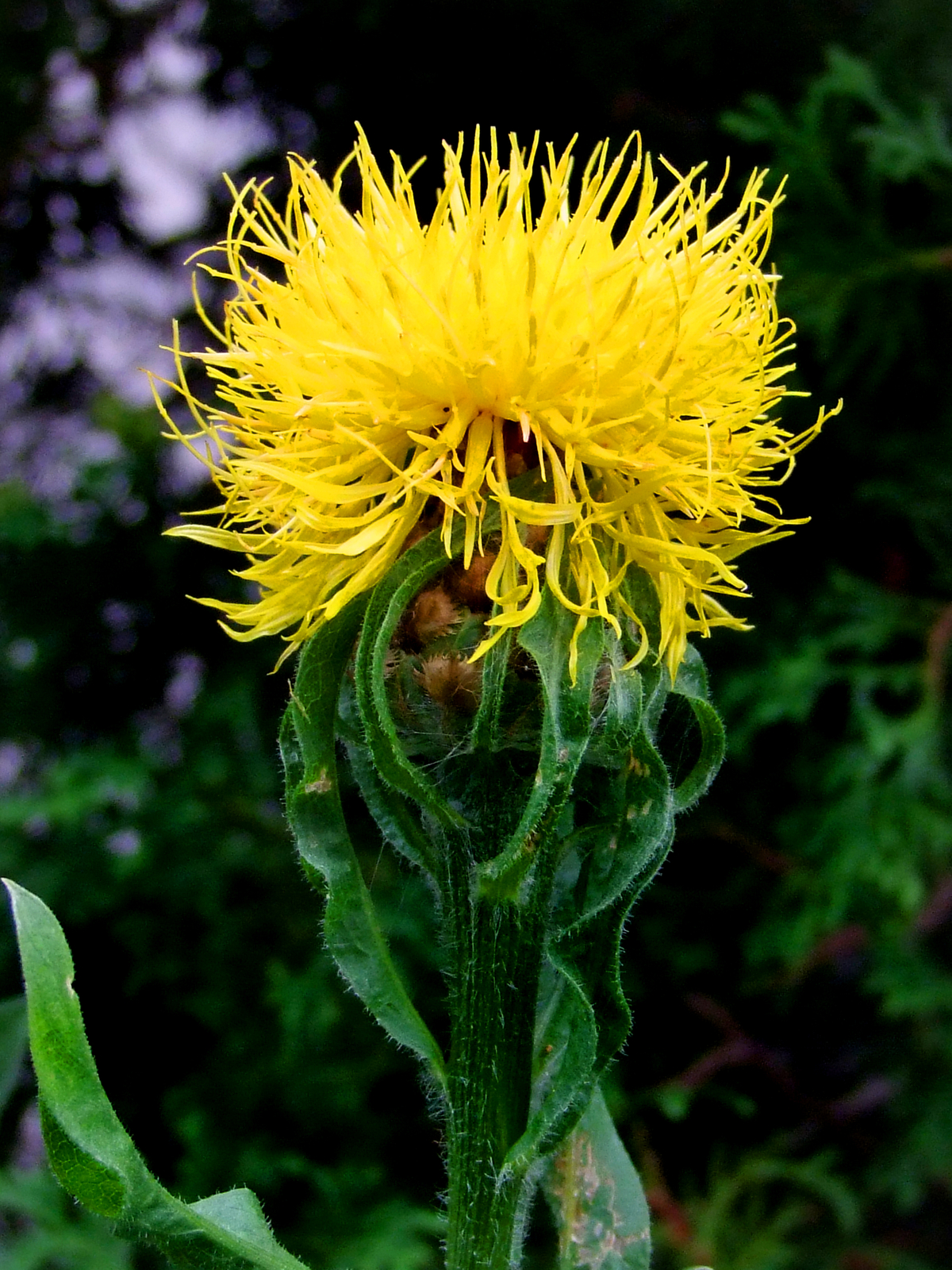 500 CENTAUREA MACROCEPHALA Seeds (Yellow Cornflower) | NON-GMO | Free shipping