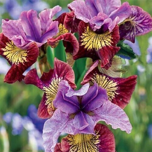 50 Mixed Colors Iris Seeds Much Less Money Than Bulbs