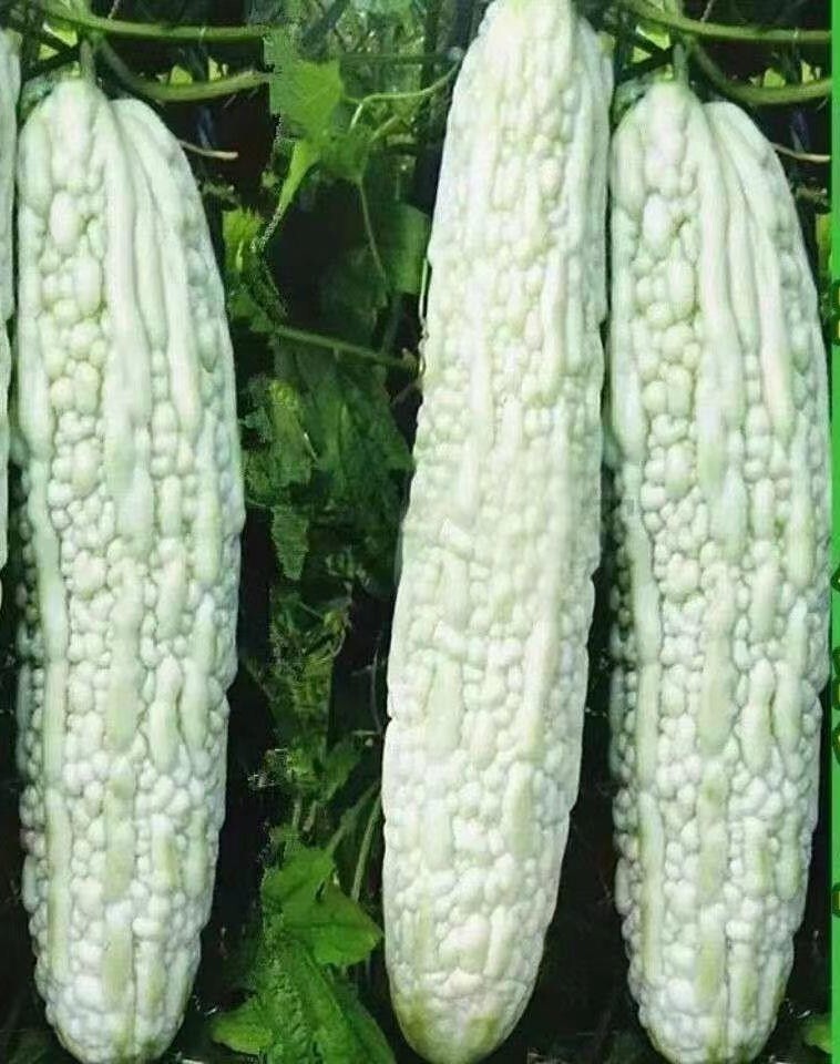 10+White Skin Bitter Gourd seeds Bitter melon Seeds Ku Gua Seeds Asian Fresh USA