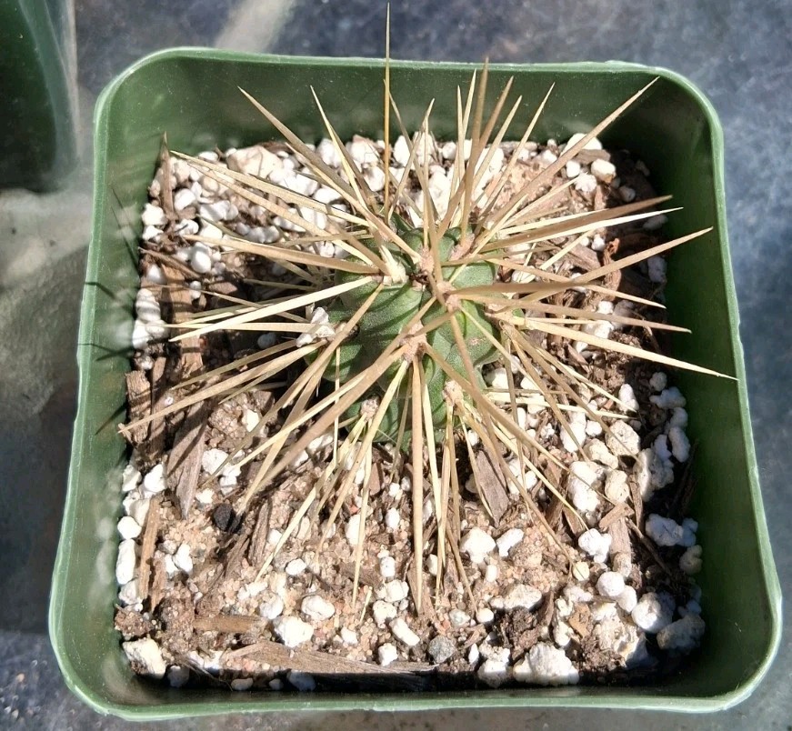 Cylindropuntia “TEDDY BEAR” Cholla COLD HARDY DROUGHT TOLERANT Ships In A 4″ Pot