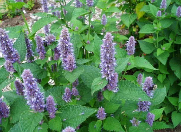 200+Hyssop Seeds Mint family Blue flowers Fragrant Perennial Herb Seeds USA