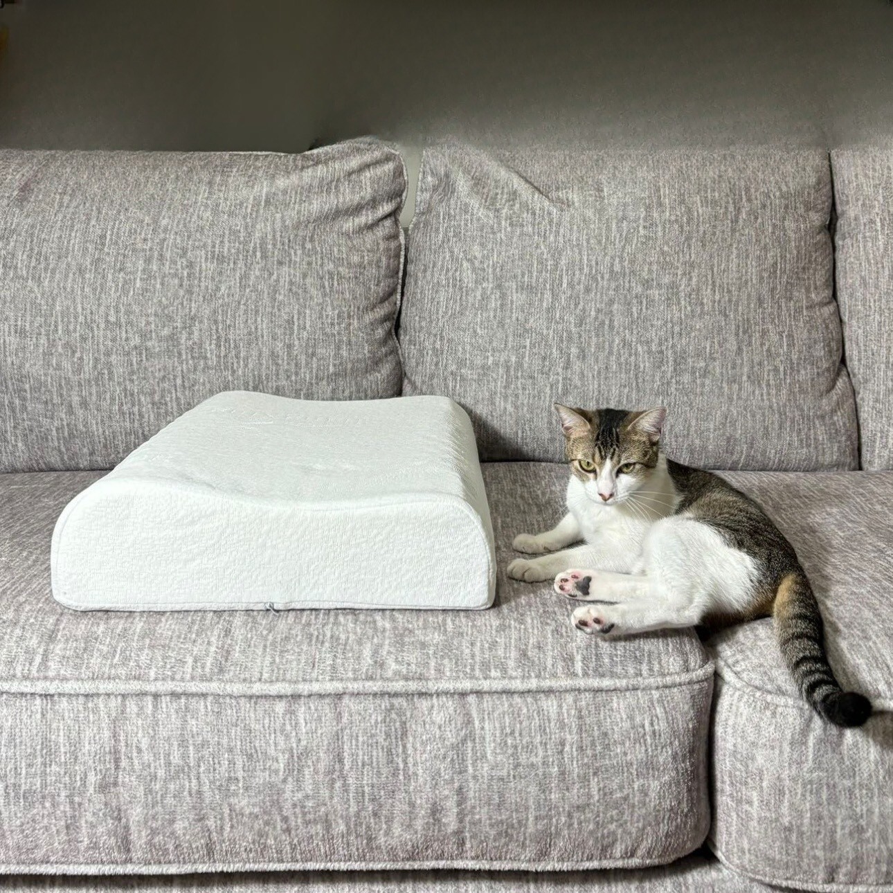 Thai Natural Latex Pillow Standard Size,Removable Breathable Cover, Medium Firm