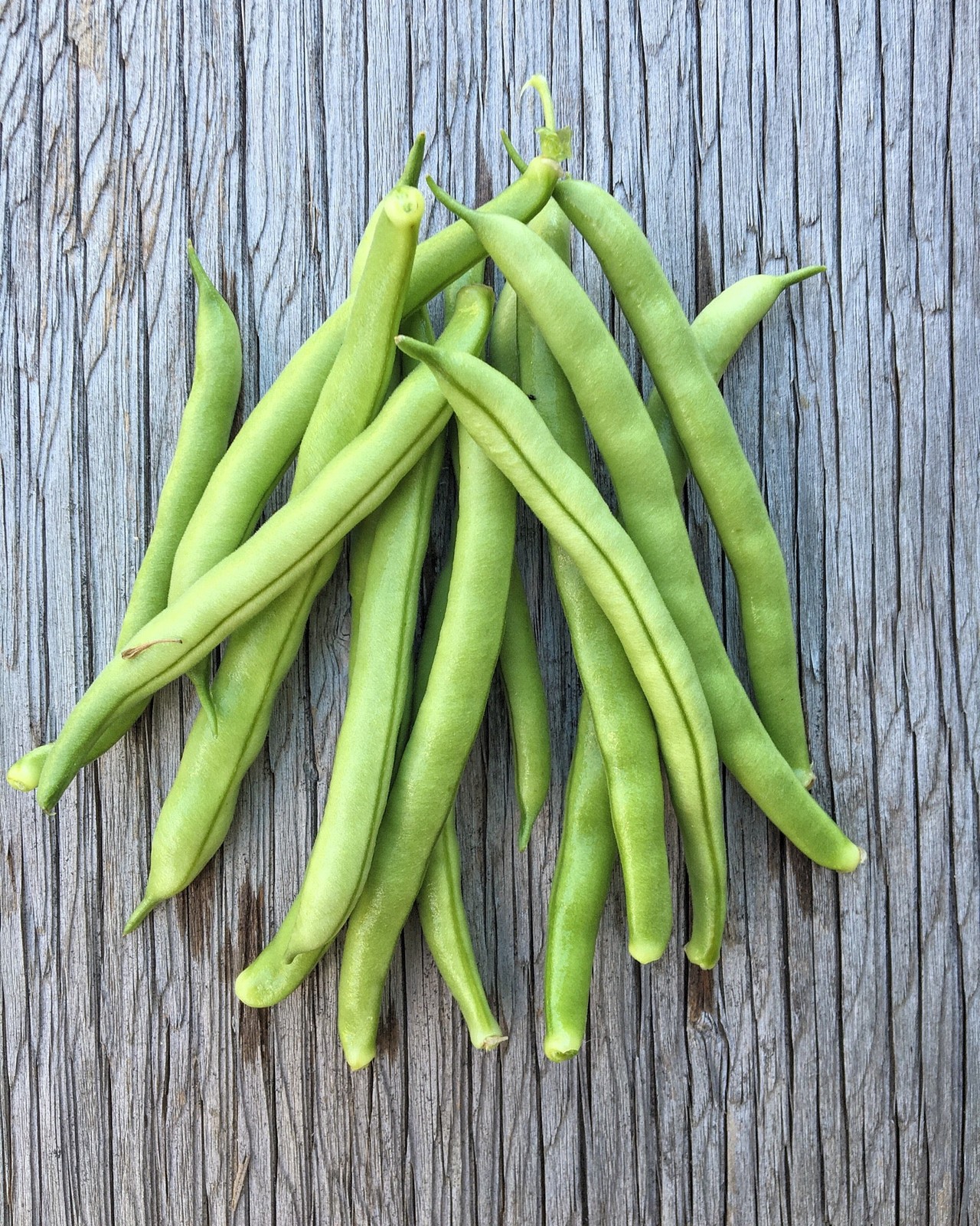 Tenderette Green Bean Seeds (Bush) | USA Garden Stringless Vegetable Seed 2024