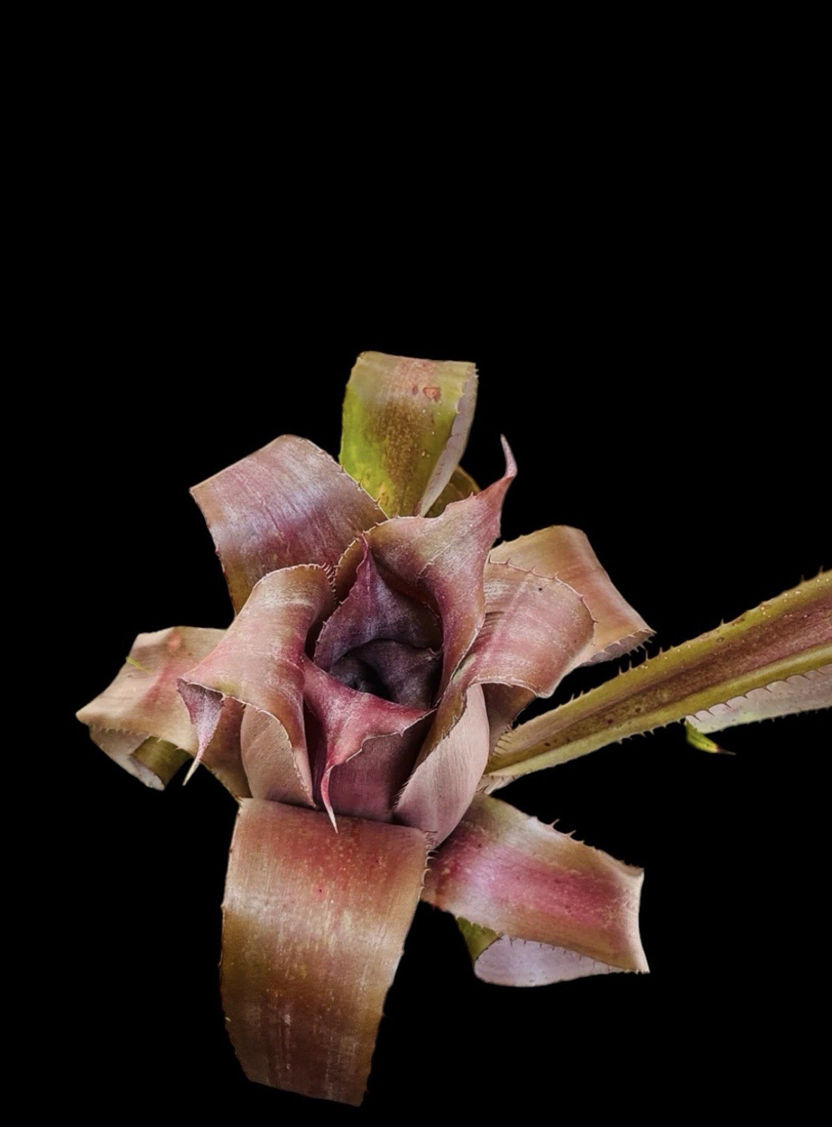 Aechmea bromeliifolia ‘Rubra’ – Rare Collector Bromeliad Offset Plant