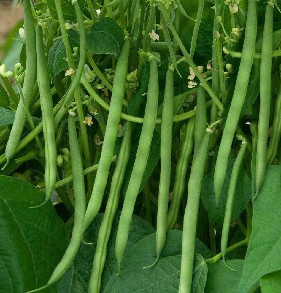 BULK Contender Green Bean Seeds | Bush Stringless Vert Vegetable Seed 2024