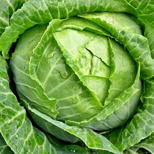 500 COPENHAGEN MARKET EARLY CABBAGE SEEDS ~ heirloomseedguy ~ 2026 ~ NON-GMO