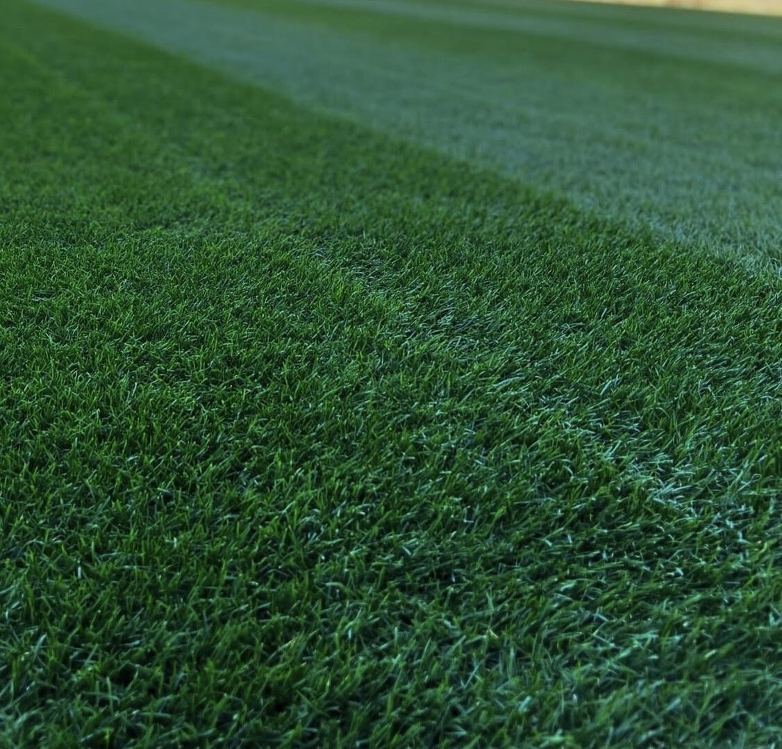 Midnight Kentucky Bluegrass 300,000 Seeds – FAST FREE SHIPPING!