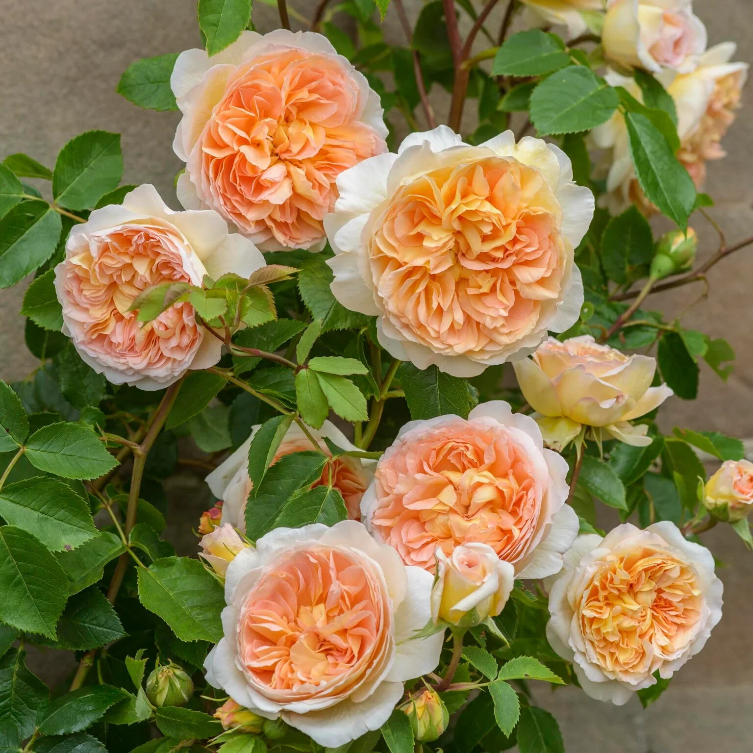 (Auschimbley) English BATHSHBA Thornless Climbing Live Rose Plant 6” Tall