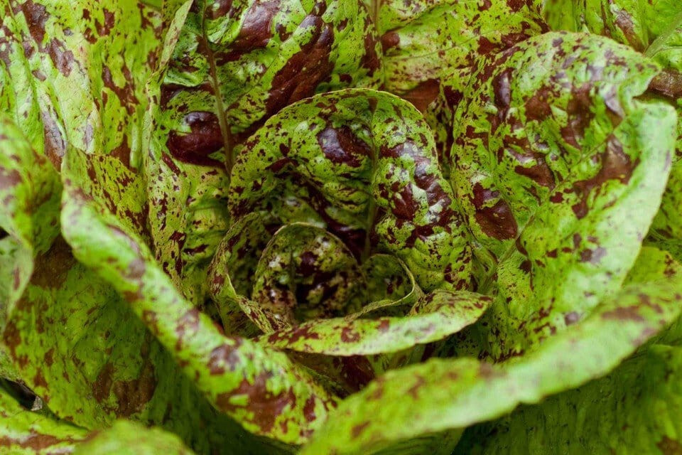 1000 FRECKLES ROMAINE LETTUCE SEEDS ~ heirloomseedguy ~ 2026 ~ NON-GMO