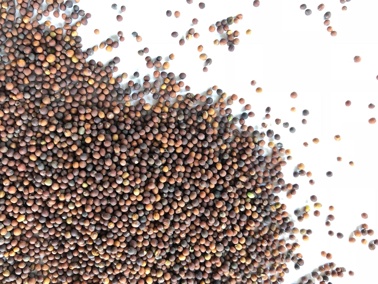 Red Kale 16 Ounces Microgreen Sprouting Seeds