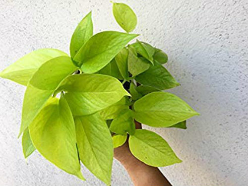 Neon Devil’s Ivy Pothos Live Plant Very Very Easy to Grow Epipremnum – 4″ Pot