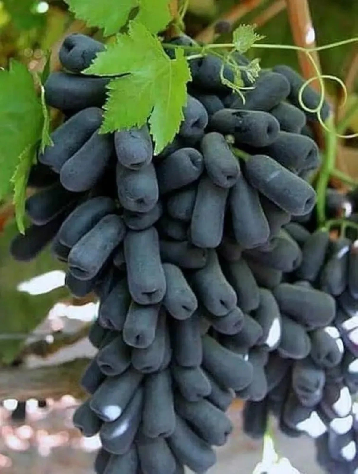 RARE MOON DROP Seedless Grape Vine – 5 unrooted cuttings for rooting or grafting