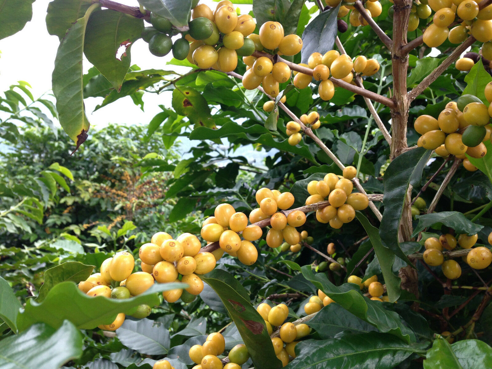 Ethiopian Yirgacheffe Coffee Beans | Fresh Medium Roast | 3 LB Whole Bean