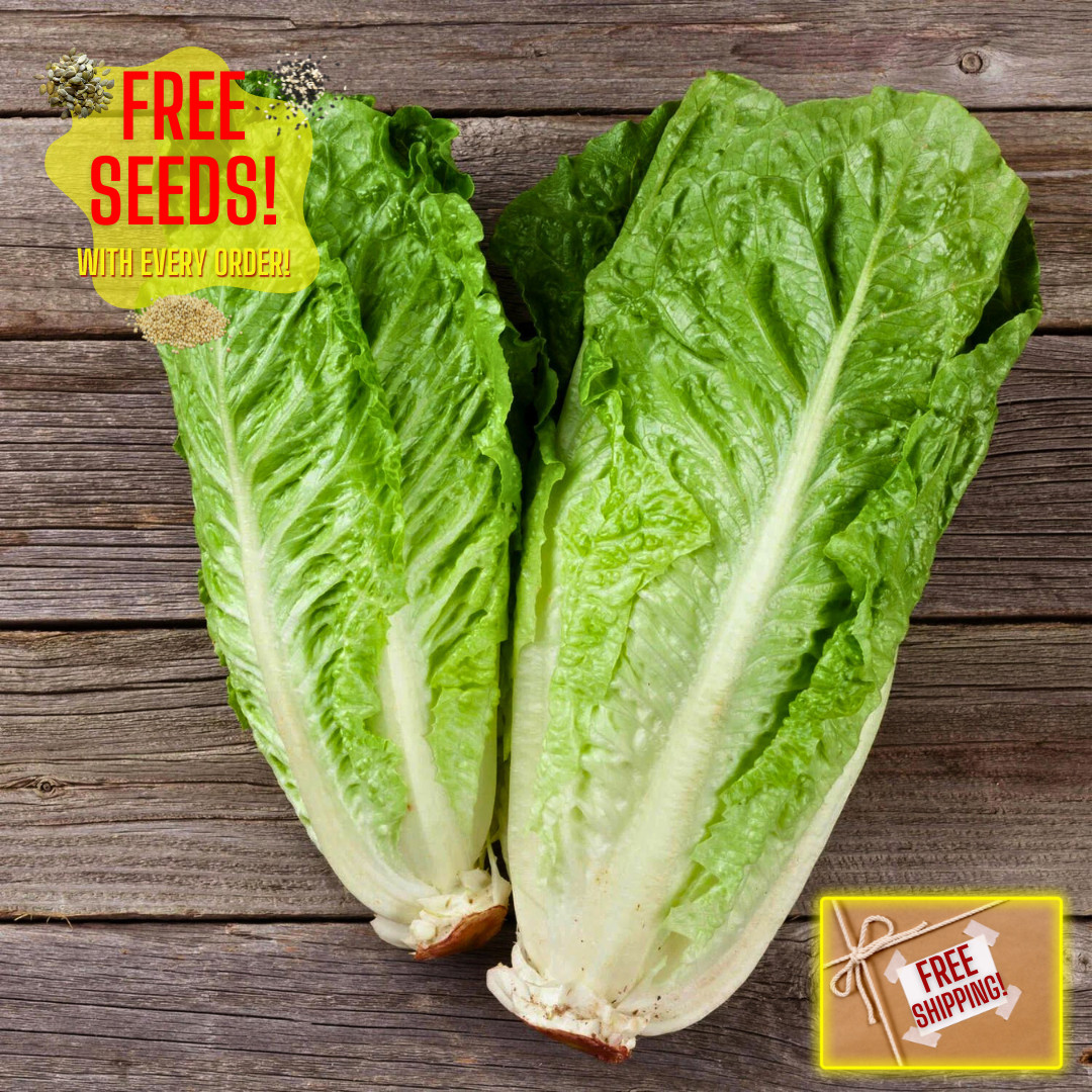 Fresh Crisp Giant Caesar Romaine Lettuce Seeds| Heirloom Non-GMO | Vegetables