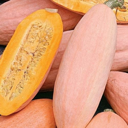 Jumbo Pink Banana Squash Seeds | Heirloom / Non-GMO | Free Shipping | 1121