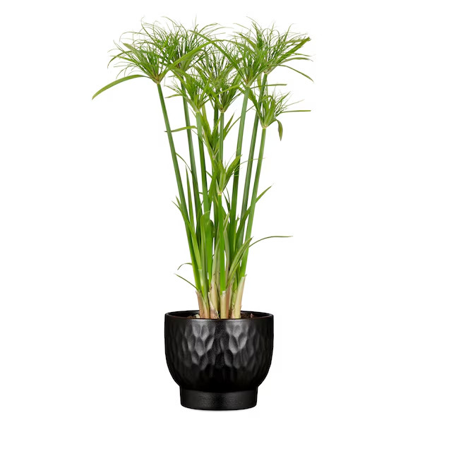 Round 5.2-in W x 5.2-in L x 4.4-in H Ebano Ceramic Indoor Planter