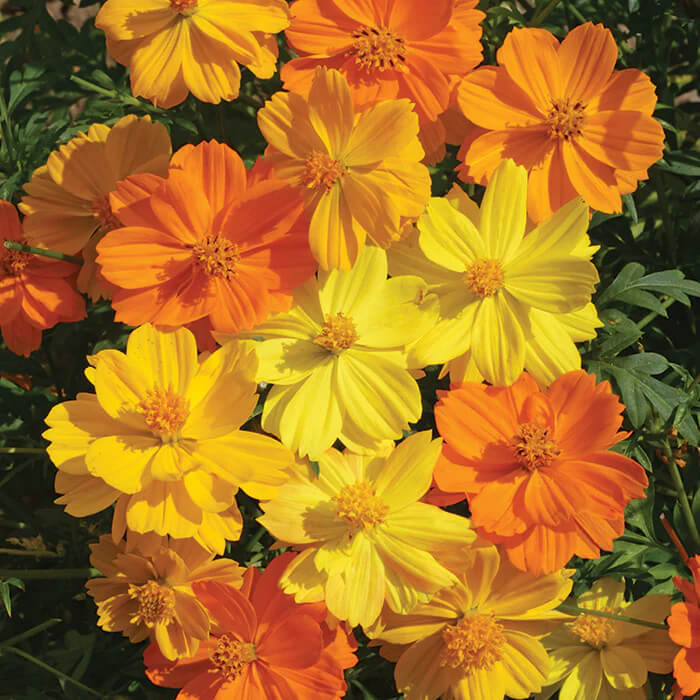Bright Lights Cosmos Seeds | Non-GMO | Free Shipping | Seed Store | 1225
