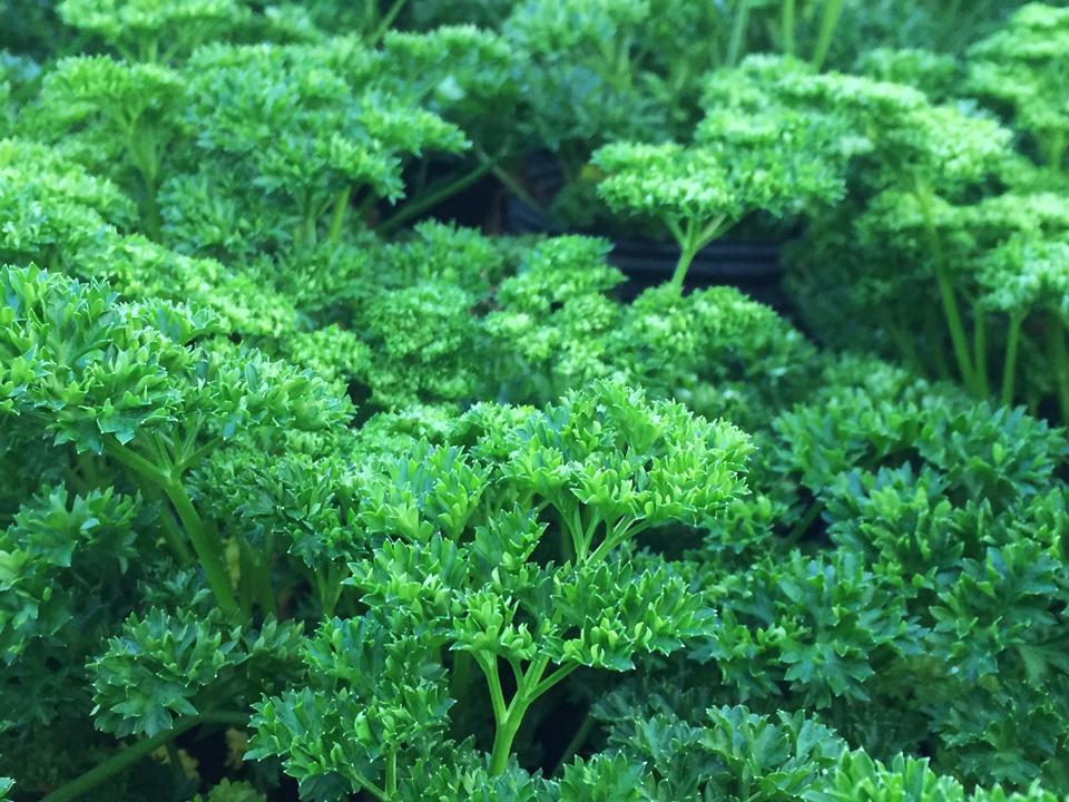 400 MOSS CURLED PARSLEY SEEDS FRESH HARVEST FOR GARDENS