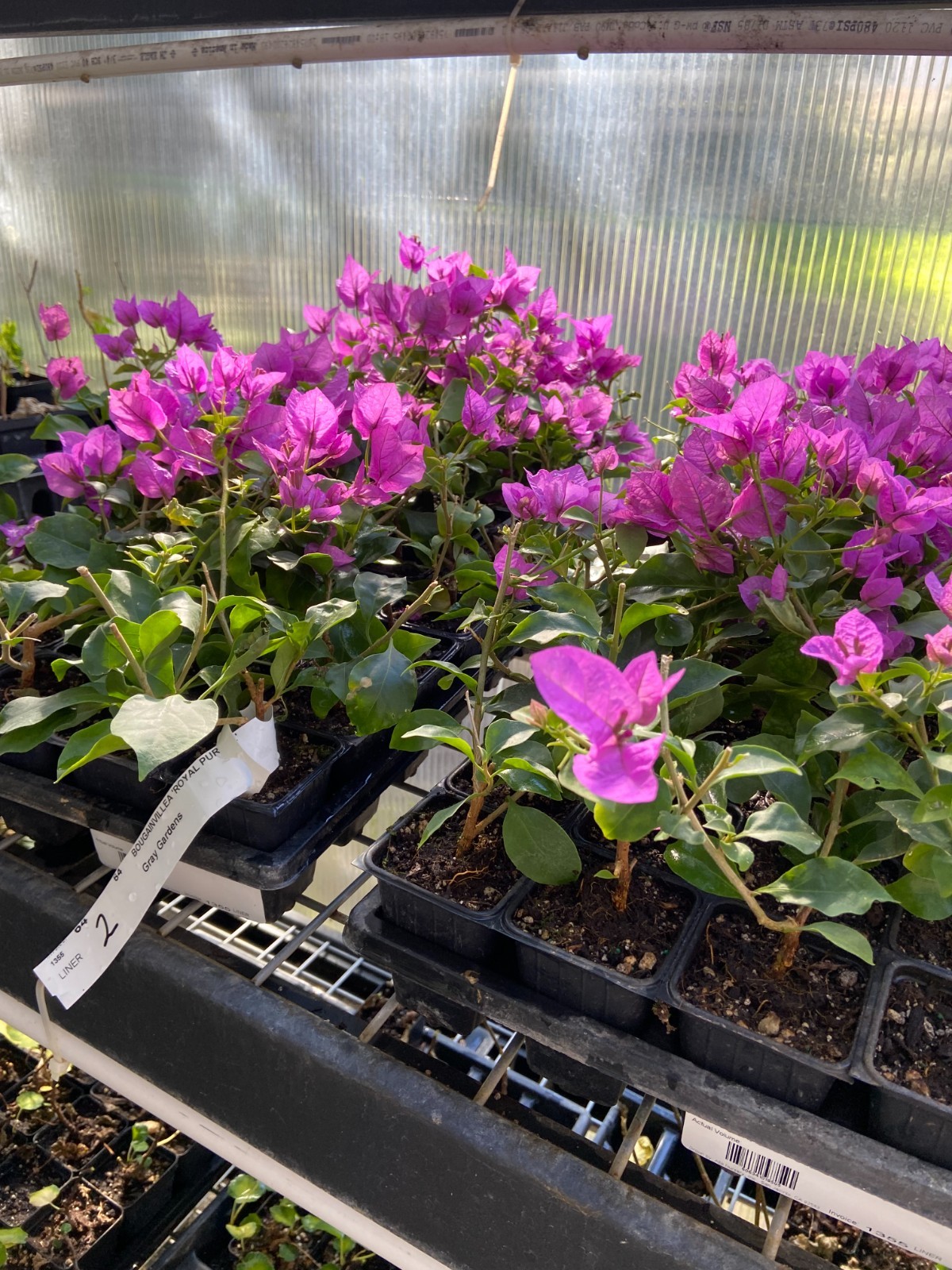 Bougainvillea – ‘Royal Purple’