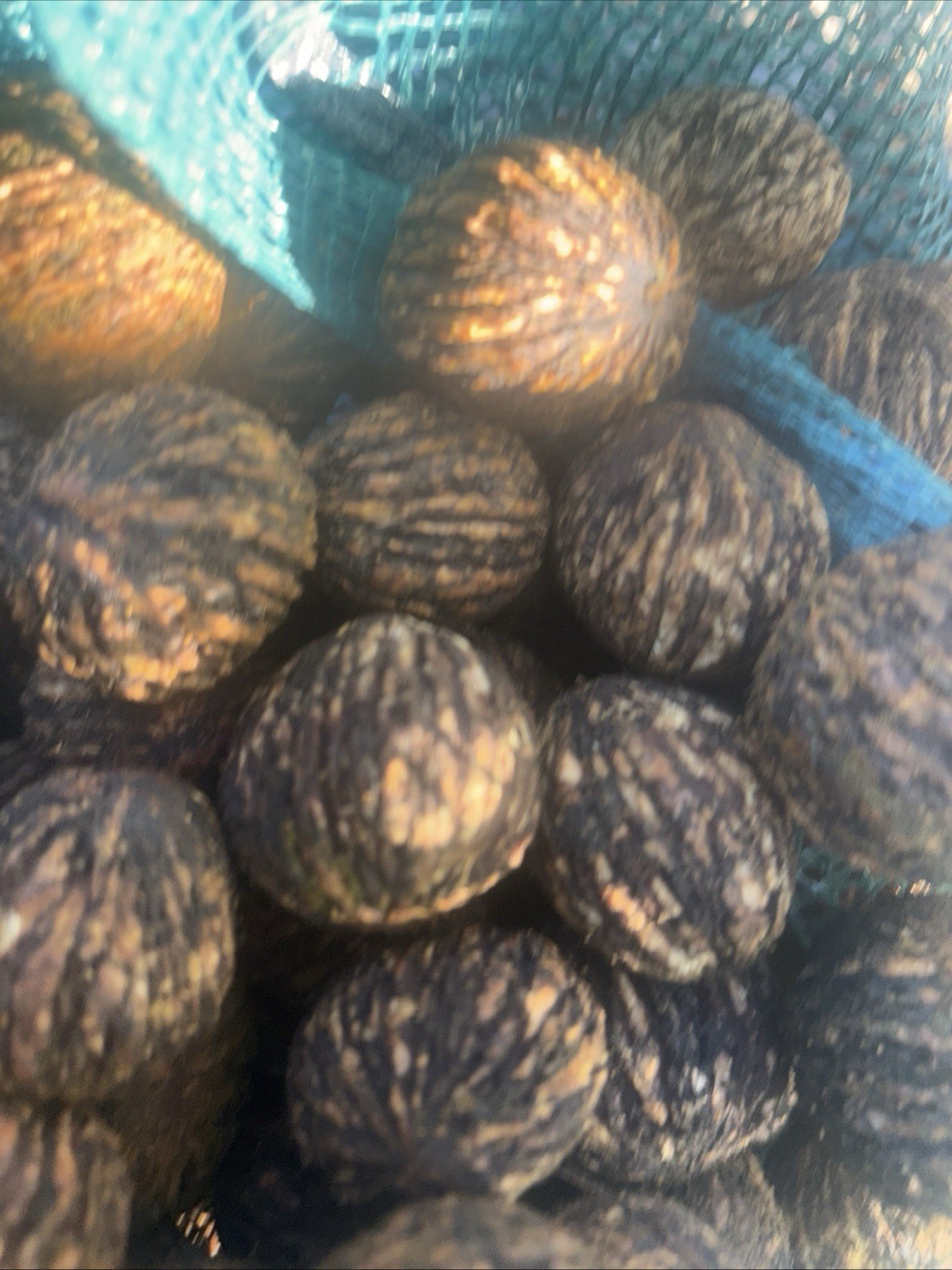 Premium Black Walnuts In-Shell (15 Pounds) Wild Foraged Organic Float Tested TN