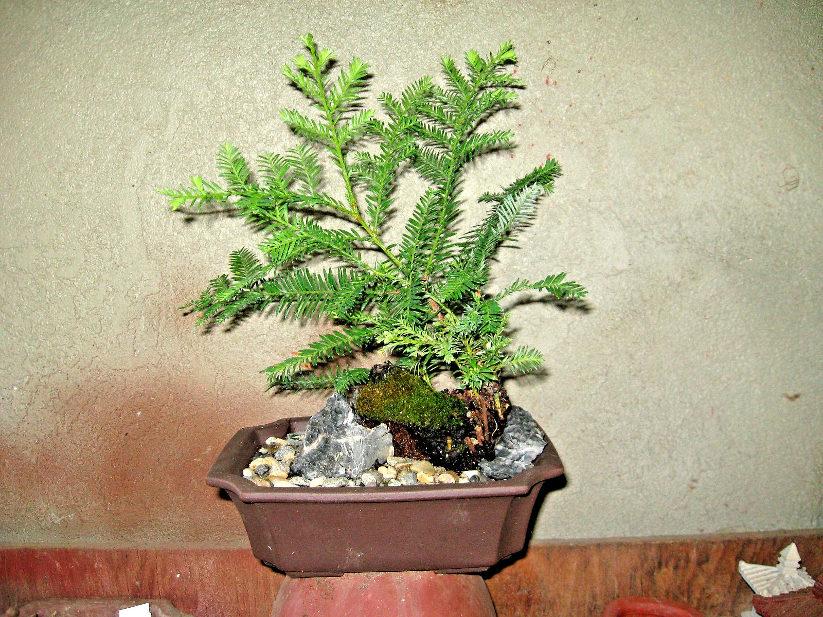 BONSAI REDWOOD BURL, SEQUOIA SEMPERVIRENS, COAST REDWOOD