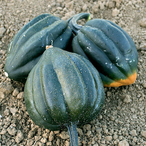 20+ TABLE QUEEN ACORN WINTER SQUASH SEEDS FRESH FOR GARDENS