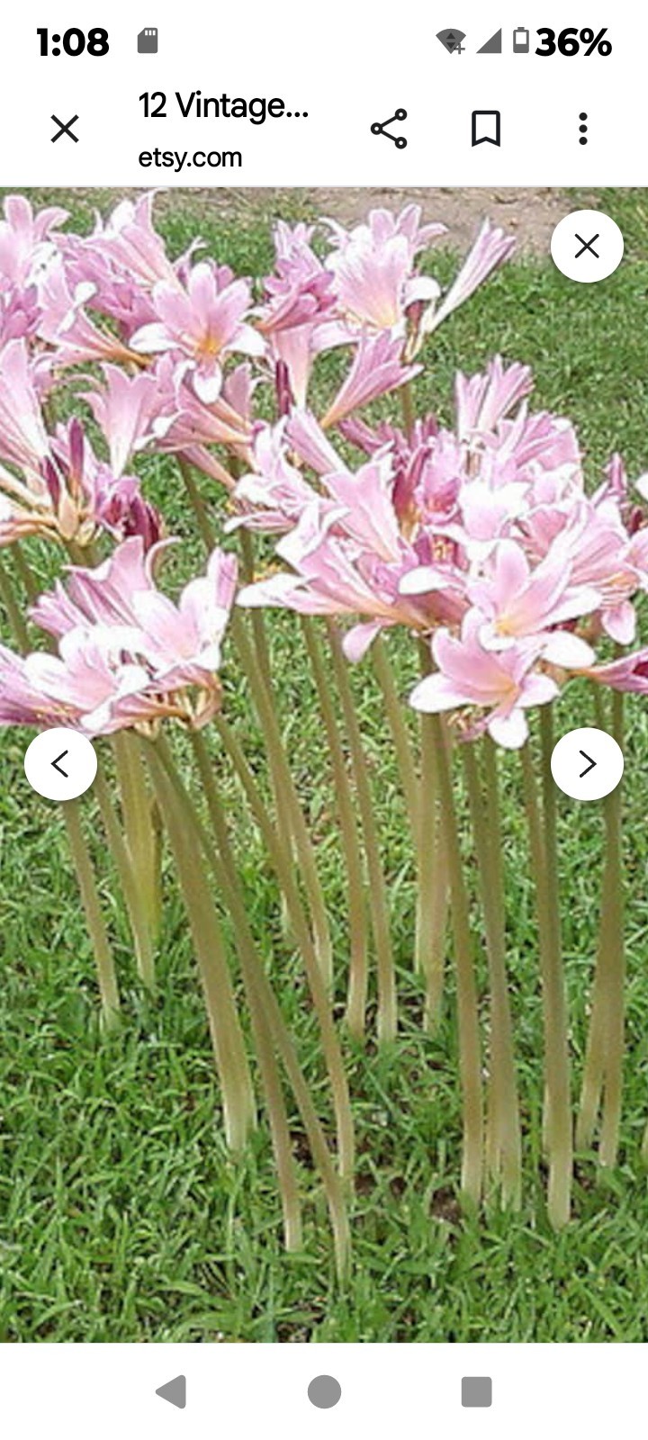 💗 Naked Ladies Pink – Lot of 5 Lycoris squamigera Surprise / Resurrection Lily